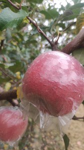 山西临猗自家冰糖心红富士苹果，一箱15个大果，10斤多，泡沫