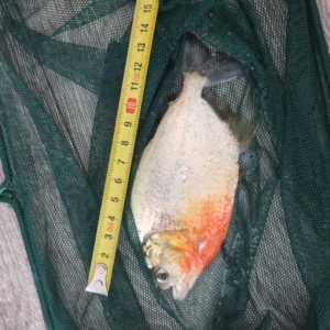 00同款货源tb286305810淘宝秘鲁红钻水虎,钻多发色好,白背景已经