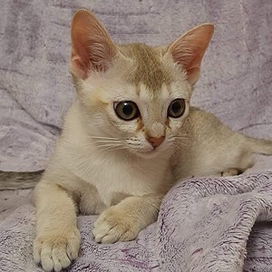 【新加坡猫幼猫】新加坡猫幼猫品牌,价格 - 阿里巴巴