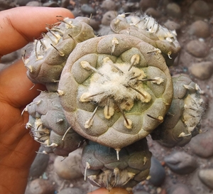 娇丽  单刺冬云(群生) 落地   仙人球