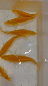 黄金鳜鱼 黄化鳜鱼40-45公分，白子红眼翘嘴鳜