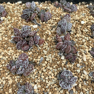 00宗港小学淘宝白马丁水泡天锦章属多肉植物adromischus marianiae