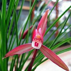 兰花春兰吴凤艳丽色花,4苗韵味十足