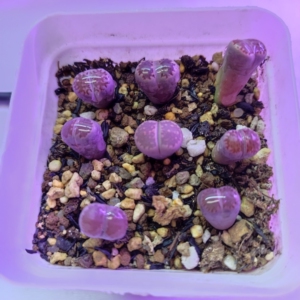 00什么都有2293淘宝墨墨园艺紫李夫人紫李生石花多肉植物紫色系屁屁