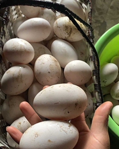 【限时抢购】新鲜土鹅蛋12个大鹅蛋包邮散养鹅蛋 单个重120