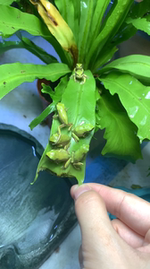 老爷树蛙苗现货数量不多 还有4厘米蓝老爷 迷你莫斯蛙 超大个