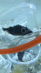 毛毛狗头狗头鱼河豚鱼