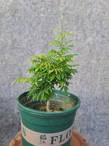 紫藤盆景-小叶姬藤,目前紫藤中叶子最小品种,紫色花,作为桌面