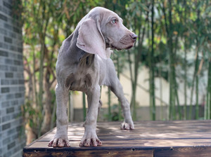 德国威玛猎犬魏玛犬