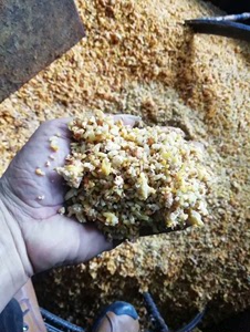 新鲜虫草花培育基饼，由大米和牛奶组成，营养成份高，现卖现打碎