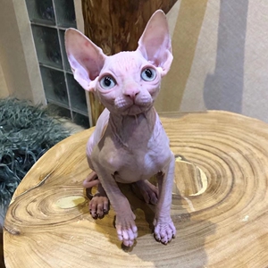 纯种加拿大斯芬克斯无毛猫活体宠物幼崽纯白蓝黑卷耳精灵耳.找好