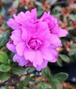 九重:深山雾岛系列东洋杜鹃花