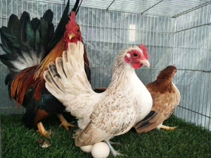 观赏鸡元宝鸡  矮脚鸡 塞拉玛 混发种蛋6元一枚 受精蛋