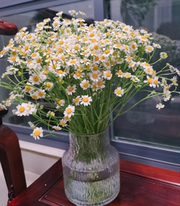 小雏菊一把