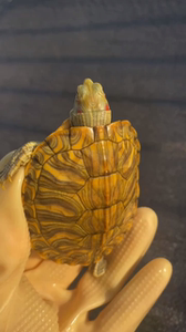 精品大宽纹发色格兰德彩龟,断耳纹的全品碌仔,喜欢来盘!