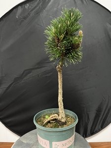 日本文人千寿丸,长势健康,独特天然造型,芽头爆满,多年盆养