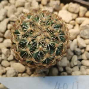 伊莎贝拉,娇丽属仙人球,实生,一物一拍4011,品相尺寸如图