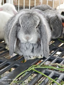 玛纳斯县长期出公羊兔小兔，白色，青紫兰，麻灰都有。