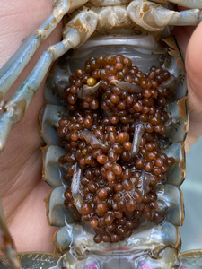 澳洲淡水龙虾 【抱卵种虾】