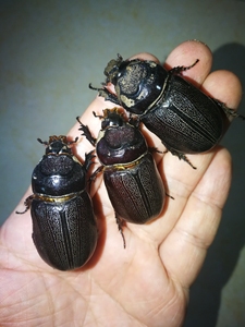 椰蛀犀金龟 人工繁育交流