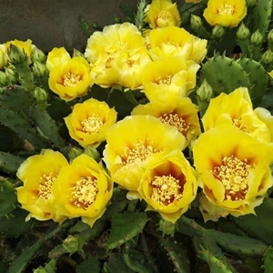 仙人掌花语:花坚强 黄色仙人掌,非常容易养活,易开花,果