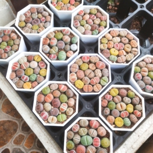 南非混合生石花2年拼盘,加厚八角盆拼盘,每盆15-20颗,尺