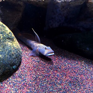 大帆褐吻虾虎虾虎 褐吻虾虎鱼 原生鱼  冷水鱼 观赏鱼 野生