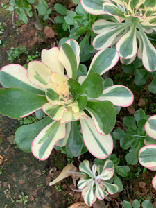 多肉植物法师锦,燕姿锦花脸艳姿锦,主头砍头