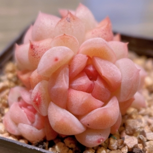 多肉孔雀翎