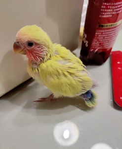 小黄桃鹦鹉