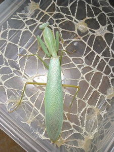 长背斧螳成体公