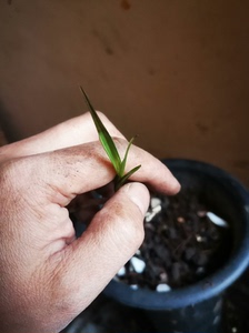 兰花春兰，龙根瓷白稿艺，边叶是中透稿艺。