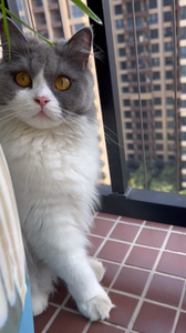 四只女孩,蓝白色,灰白色,蓝金色,三个月母猫,疫苗0人付款260