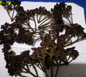 棰油子米辣子茶辣吴茱萸牛瘪香料250克干货 贵州本地农家香料