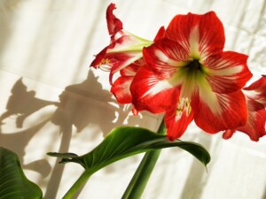 东北女王朱顶红