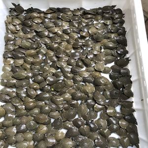 901人付款淘宝小甲鱼十只包邮 鳖苗 甲鱼苗 批发,包邮包活,亲您收到货