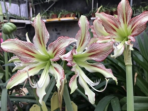 朱顶红 日本进口朱 凤蝶大师