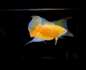 白化黄金一对25元包邮!冷水鱼,淡水鱼,中国斗鱼,好养耐活