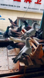 四川高飞鸽子:铜麻高飞,亮丝高飞,鸦雀花高飞,纯白色高飞品种