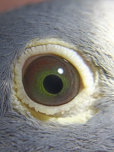 信鸽绿眼志图片图片