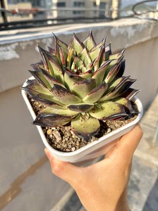 多肉乌木杂万圣夜杂,佛系出,叶尖是外翻的黑尖尖,能出黑色血斑