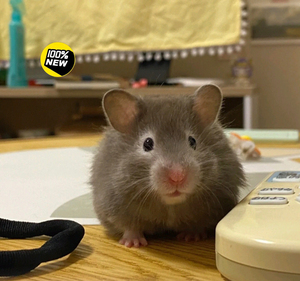 一只眼圈熊包邮到家)仓鼠眼圈熊眼圈熊米熊家养小仓鼠仓鼠宠物繁