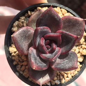 清阳台,多肉黑玫瑰女王,产品特殊性不支持7天无理由退换,包开