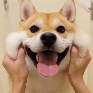 收狗,有的拿来还钱,上门收狗