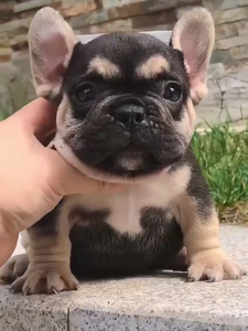铁包金法国斗牛犬,丁香包金法斗,异色法牛幼犬