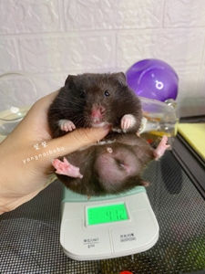 家养短毛纯黑色金丝熊弟弟,40多天,窝霸,体重115