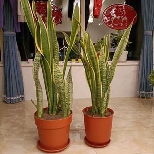 金边虎皮令剑 家养 经典虎皮令箭