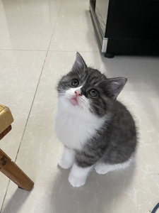 爱狗旺铺88淘宝蓝白灰白色加菲猫异国短毛猫纯种猫宠物猫幼猫水滴眼