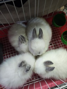 喜马拉雅，侏儒兔和猫猫兔，还有一只蓝灰色双血统兔子。本来38