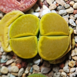 75生石花 极品双头净窗黄巴厘母本 c111a 黄巴黎 全窗黄